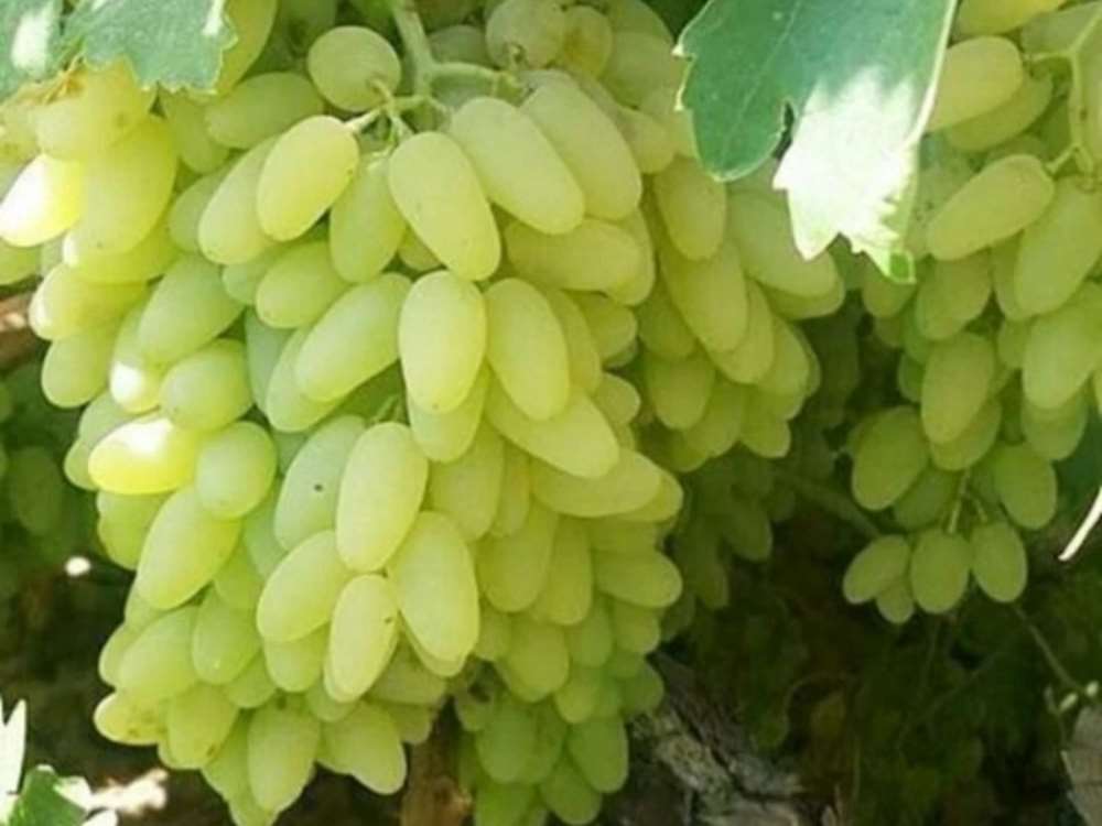 انگور بردسکن 